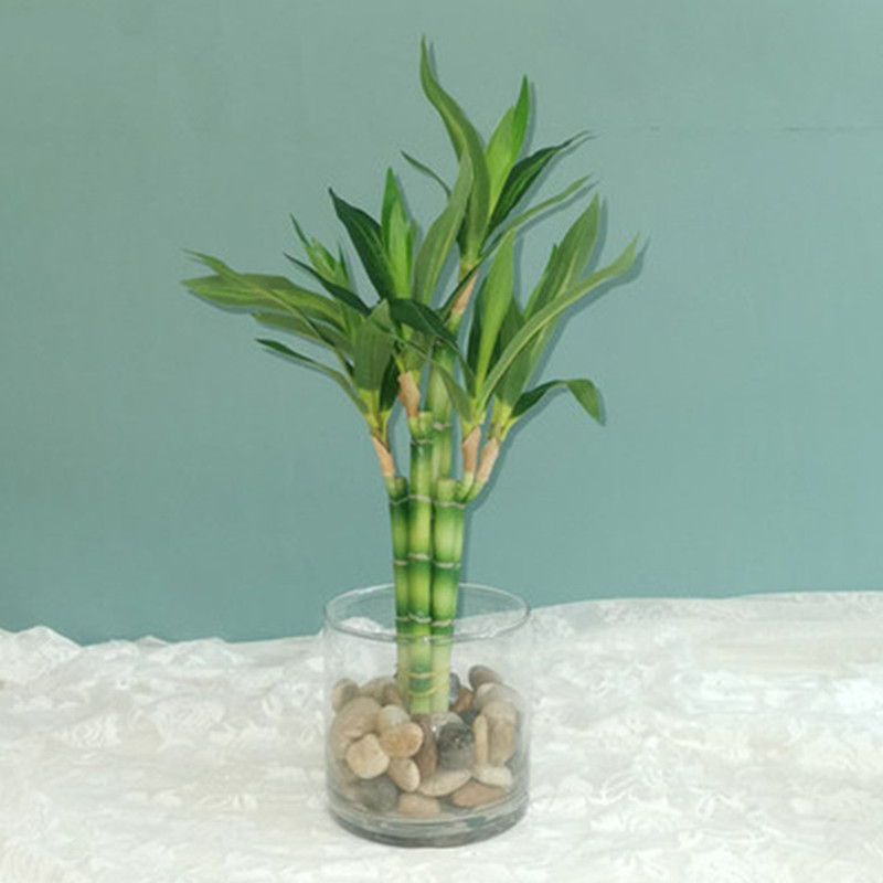 Aquarium Plant Nursery - 新しい 40 センチメートル rFtificial 幸運の竹多肉植物偽植物花グリーン鉢植え庭屋外ダイニングテーブル水槽家の装飾