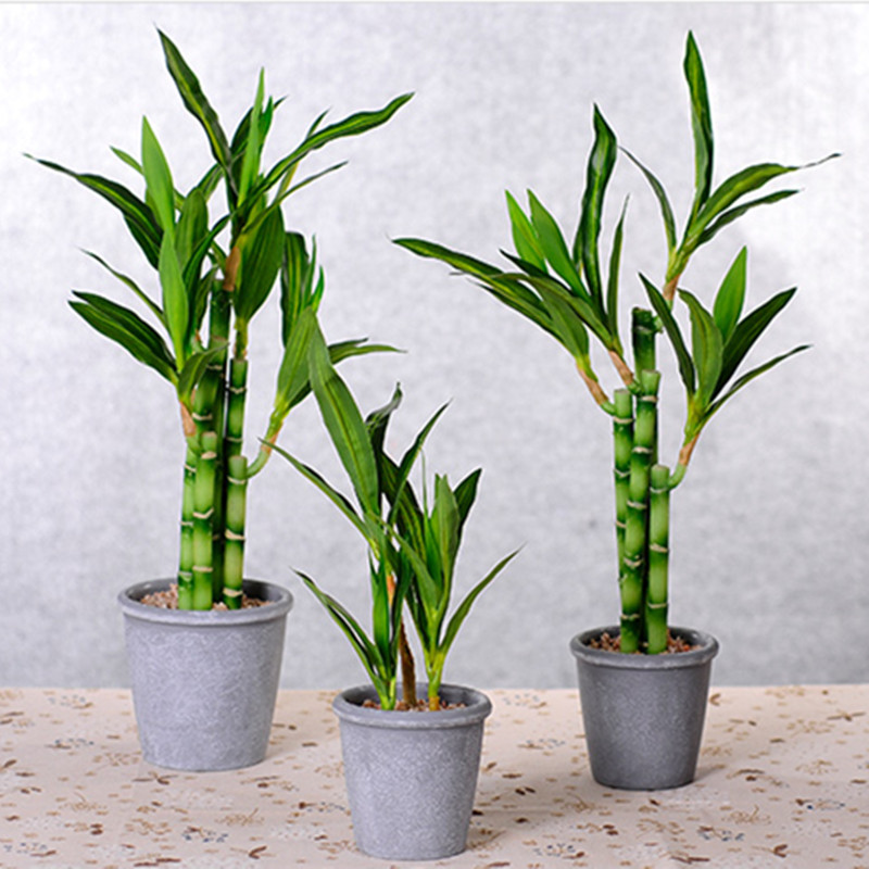 新しい 40 センチメートル rFtificial 幸運の竹 - Aquarium Plant Nursery のレビューと価格
