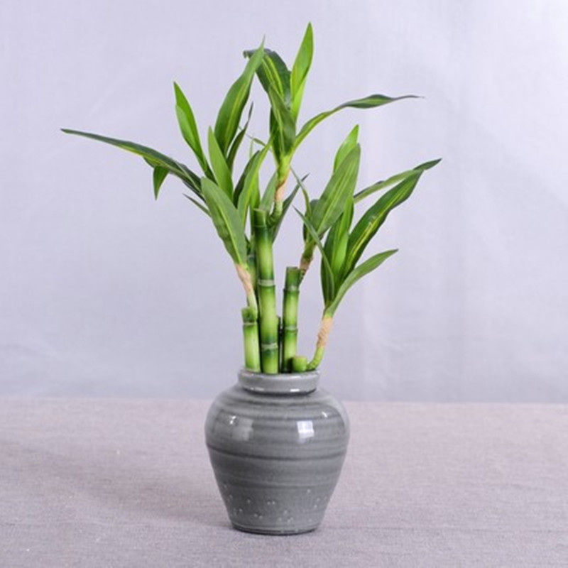 新しい 40 センチメートル rFtificial 幸運の竹 - Aquarium Plant Nursery のレビューと価格