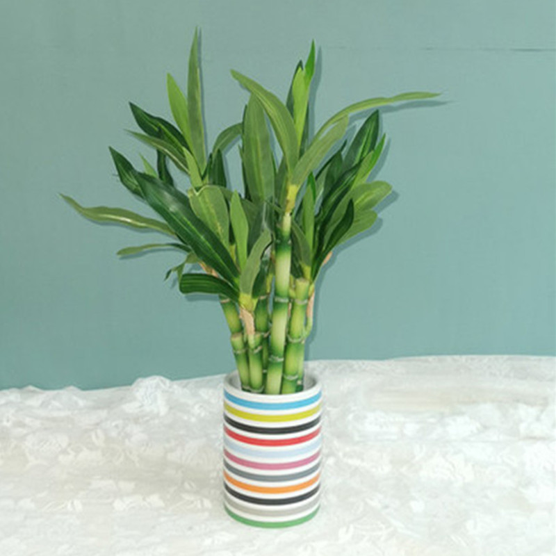 新しい 40 センチメートル rFtificial 幸運の竹 - Aquarium Plant Nursery のレビューと価格