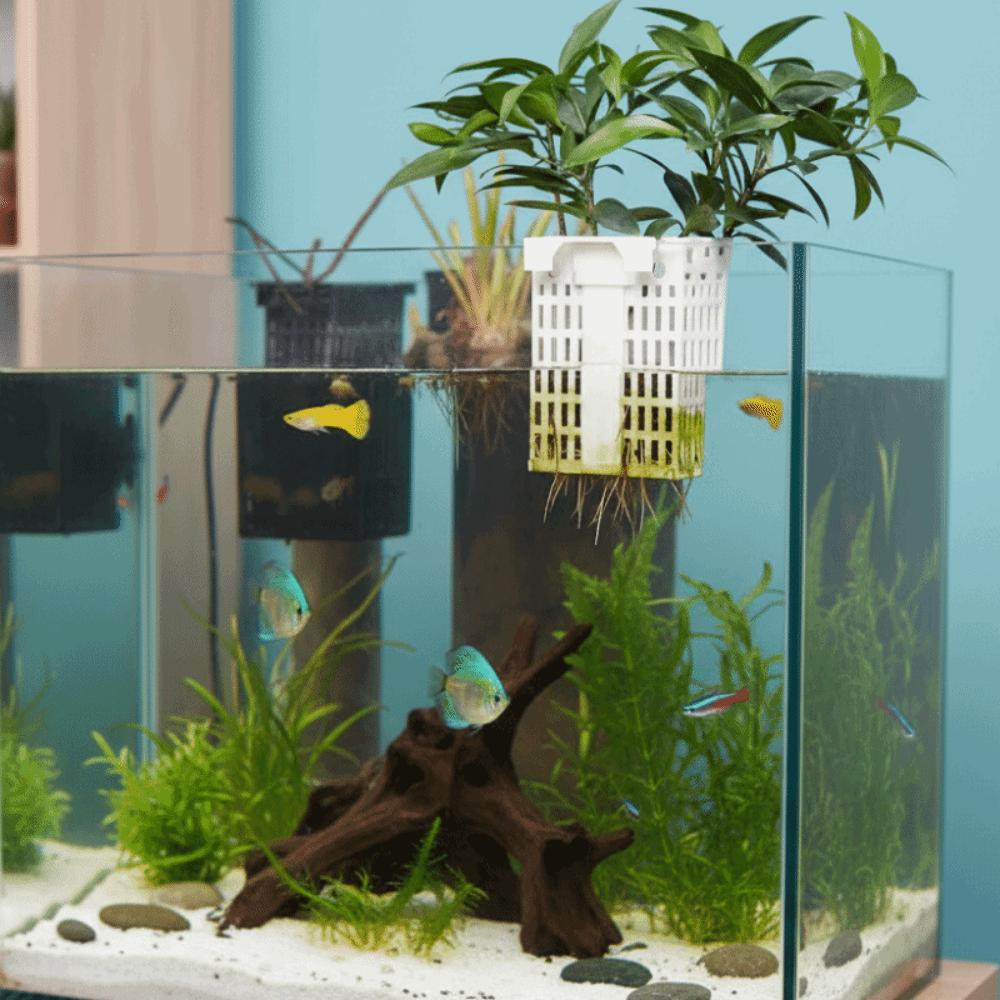壁掛け水生植物ホルダー多用途拡張可能なフック水槽植物ホルダー - Aquarium Planted Wall のレビューと価格