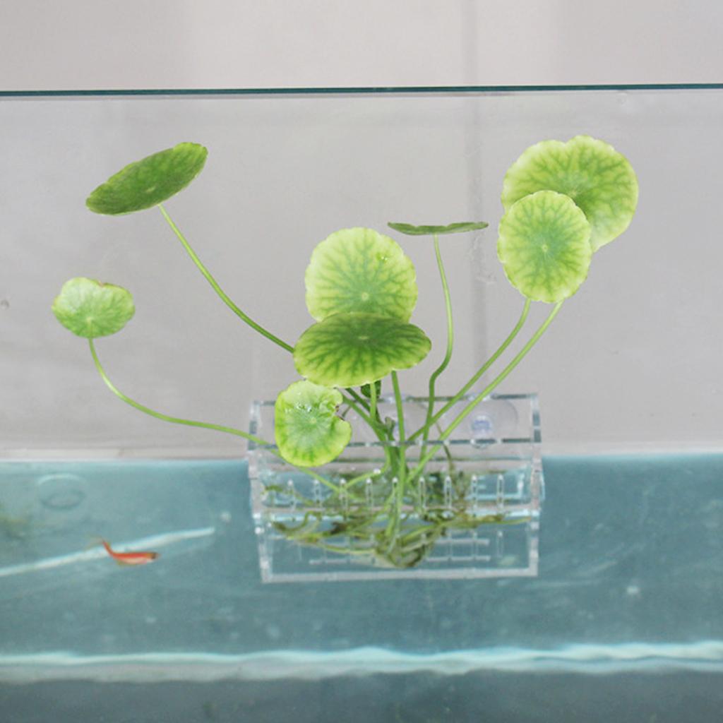水生植物ホルダー アクリルクリスタルプランター 花瓶 壁掛け - Aquarium Planted Wall のレビューと価格